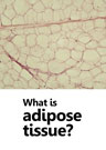 What is adipose tissue?