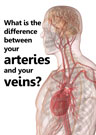 What is the difference between your arteries and your veins?
